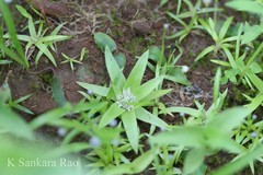 Eriocaulon epedunculatum
